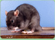 rat control Shrewsbury