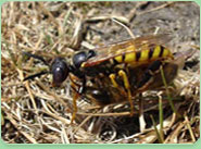wasp control Shrewsbury